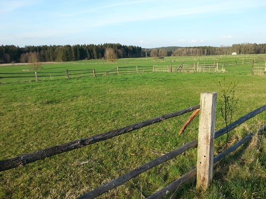 Weiden beim Gestüt Isarland (Foto: Gerhard Huber) 
