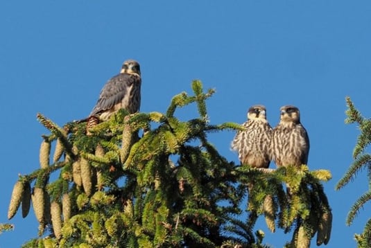 3 juvenile Baumfalken (Foto: Antje Geigenberger)