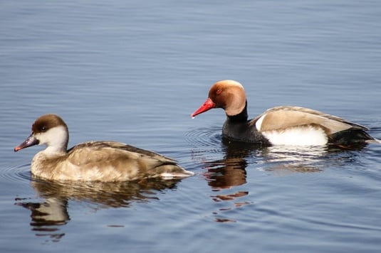 Kolbenentenpaar (Foto: Ursula Wiegand)
