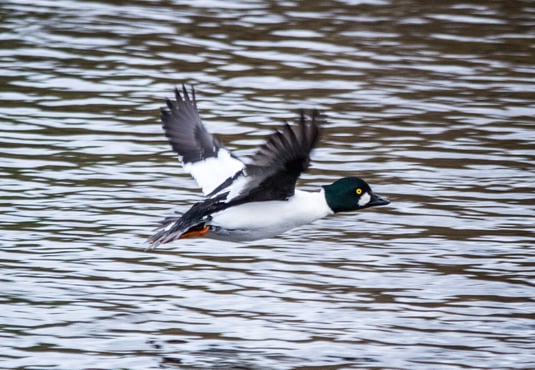 Schellentenerpel (Foto: Ursula Wiegand)