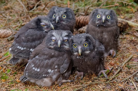 junge Rauhfußkäuze (Foto: Felix Weber) 