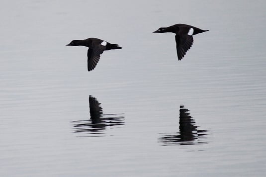 fliegende Samtenten (Foto: Christian Haass) 