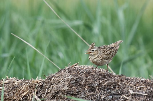 Feldlerche (Foto:Stefan Greif) 