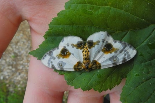 Ulmen-Fleckenspanner (Abraxas sylvata)