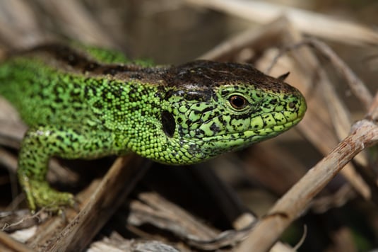 Zauneidechse (Foto: Frank Derer - LBV-Bildarchiv) 