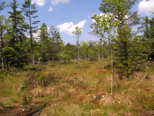 noch gut erhaltener Hochmoorkern (Foto: H.Guckelsberger)