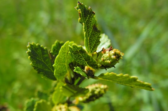 Strauchbirke (Foto: Horst Guckelsberger) 