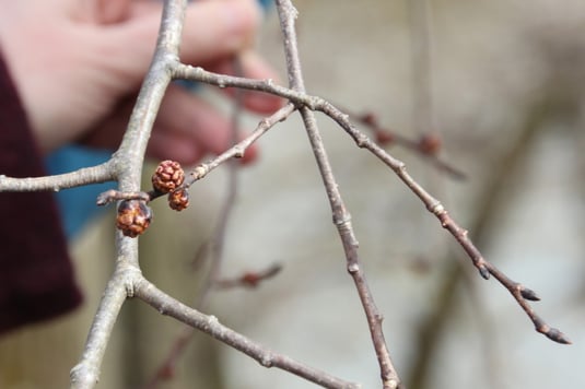 Blütenstand Bergulme (Foto: Peter Witzan)