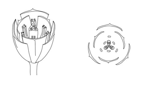 Bild 3 - Aufbau einer Lilienblüte (am Beispiel der zu den Liliengewächsen gehörigen Tulpe) Quelle: Arbeitsmaterialien der Uni Münster