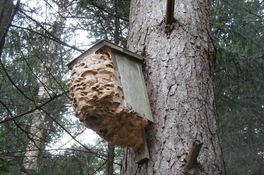 Hornissennest (Foto: Richard Gebendorfer) 