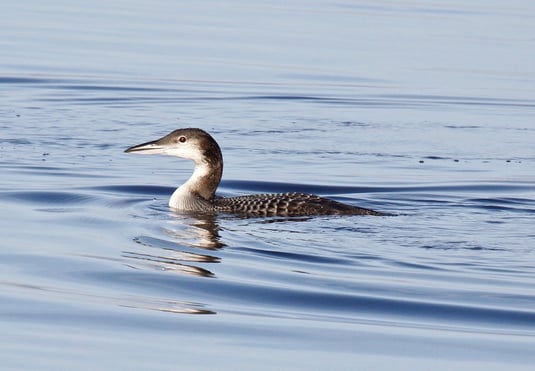 Eistaucher (Foto: Christian Haass) 