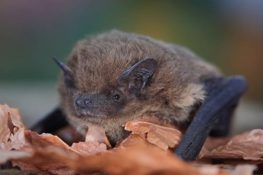 Zwergfledermaus - Foto: Stefan Masur - LBV-Bildarchiv 