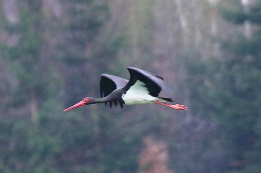 Schwarzstorch (Foto: Peter Witzan) 