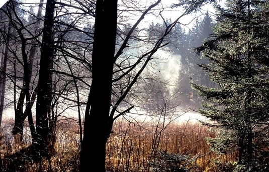 Wildmoos (Foto: Horst Guckelsberger)