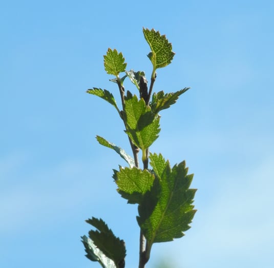 Strauchbirke (Foto: H.Guckelsberger)