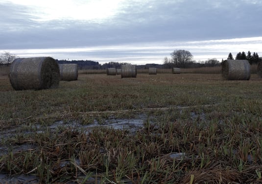 Foto: Streumahd und Ballen im gefrorenen Ampermoos