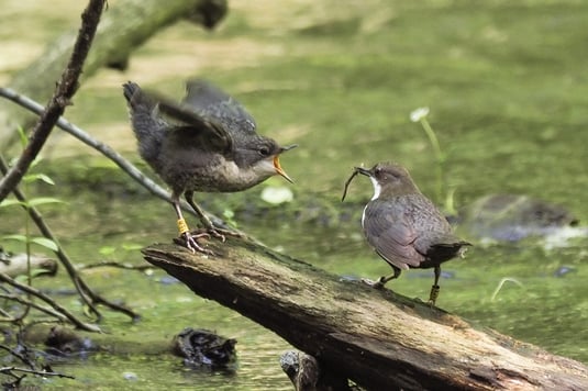 Wasseramselweibchen füttert einen Jungvogel (Foto: Antje Geigenberger) 