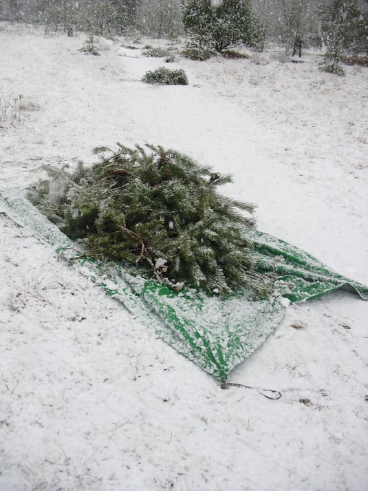 Abtransport des Schnittguts