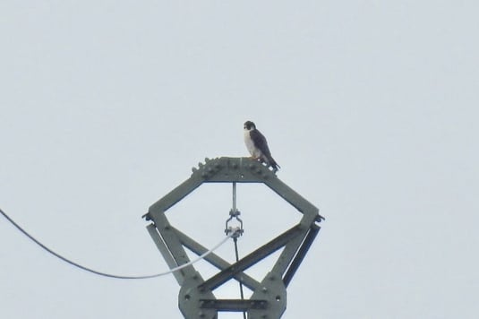 Wanderfalkenmännchen auf Strommasten im Leutstettener Moos