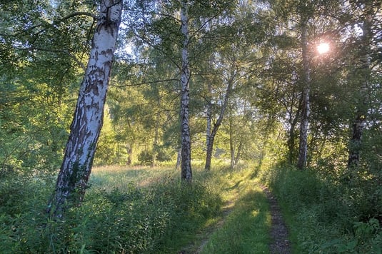 Ampermoos am Morgen (Foto: Pit Brützel) 