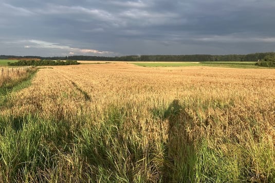 Feldflur bei Buchendorf - Blick nach Osten (Foto: Emil Schmid-Egger) 