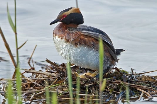 Ohrentaucher am Nest (Foto: Thomas Hafen - www.natur-fotografieren.de)