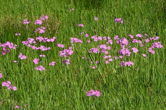 Mehlprimeln auf der Pfarrwiese (Foto: H.Guckelsberger)