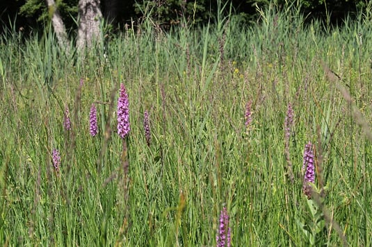 Händelwurzbestände auf der Barthwiese