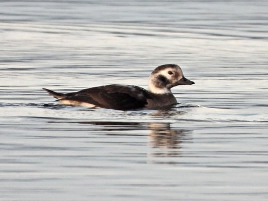 Eisente (Foto: Sebastian Zysk)