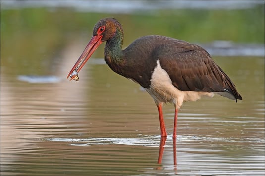 Schwarzstorch mit Beute (Foto:  LBV-Archiv - Herbert Henderkes)