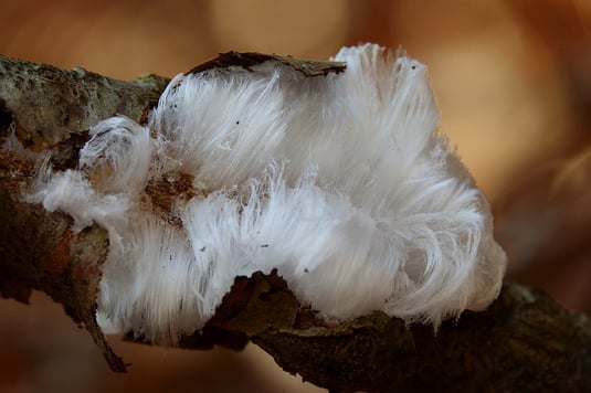 Haareis - Ästiger Stachelbart (Foto: Claudia Höll) 