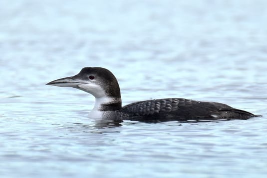 Eistaucher (Foto: Max Herrmann)