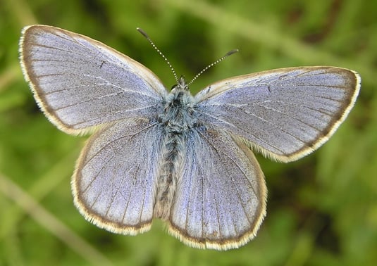 Männchen des stark gefährdeten Enzian-Ameisenbläulings. Die blaue Flügeloberseite gab den „Bläulingen“ ihren Namen, sieht aber bei vielen Arten dieser Schmetterlingsfamilie ähnlich aus. (Foto: Egbert Friedrich)