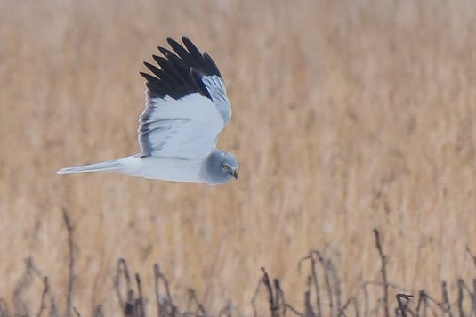 männliche Kornweihe (Foto: Antje Geigenberger) 