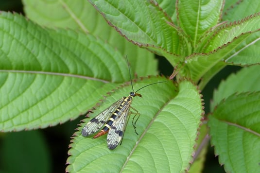 Unbekanntes Flugobjekt (vermutlich eine weibliche Skorpionsfliege - Panorpa communis) 