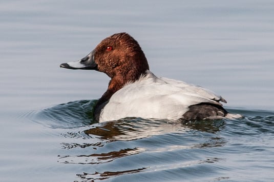 Tafelentenerpel (Foto: Ursula Wiegand) 
