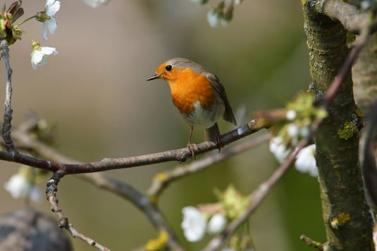 Rotkehlchen (Foto: Heinz Tuschl - LBV Bildarchiv) 