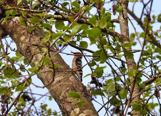 Kleinspecht (Foto: Wolfgang Spatz)