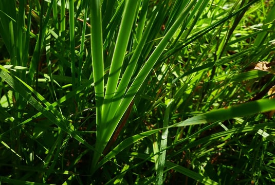 Iris sibirica - Bild 2 - Blütenloser Spross (Foto: Rudi Netzsch) 