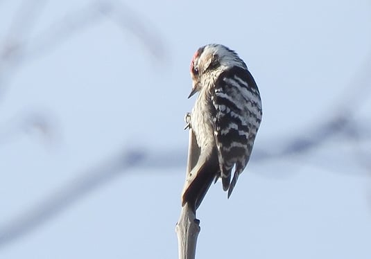 Kleinspecht (Foto: Antje Geigenberger) 
