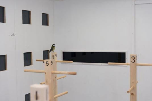 Experiment - Erkunden neuer Umgebungen