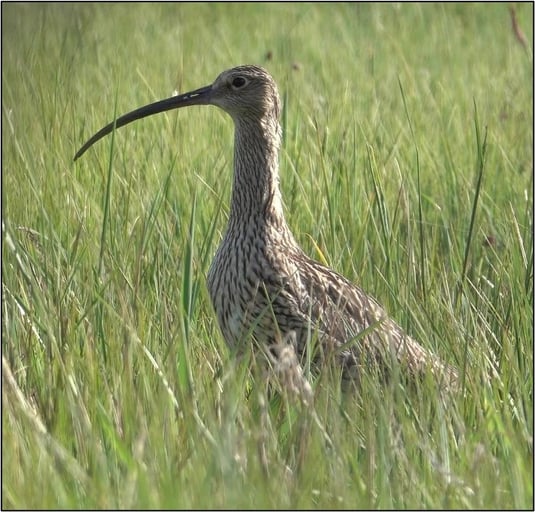 Brachvogel (Foto: Susanne Hoffmann) 