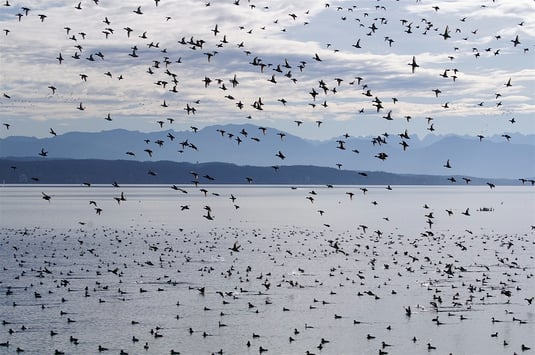 Energiezehrende Fluchtreaktion – ausgelöst durch ein noch weit entferntes Motorboot (etwa Bildmitte) (Foto: W.Frisch)