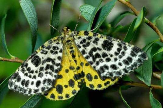 Foto: Rauschbeerspanner, K. Gottschaldt