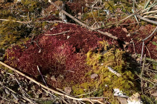 Torfmoos-Sphagnum (Foto: H.Guckelsberger)