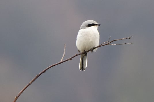 Raubwürger (Foto. Antje Geigenberger)