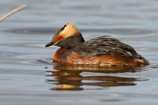 Ohrentaucher im Prachtkleid (Foto: Thomas Hafen - www.natur-fotografieren.de) 