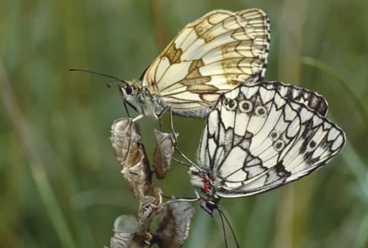 Schachbrett (Dr. Gunnar Brehm) 