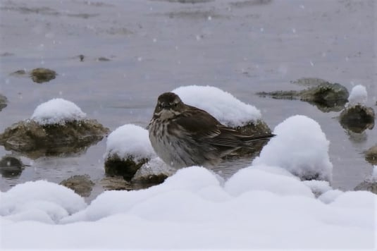 Bergpieper (Foto: ornitho.de - Evi&Hauke Clausen-Schauman)