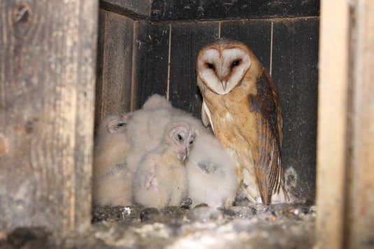 Schleiereule mit Jungen (Foto: Bernhard Glüer)